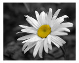Daisy Photographic Print by James Cihula