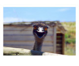 AI-01A Emu Panoramic Photographic Print by Luke Kneale