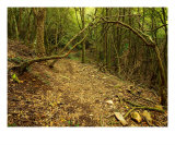 Terre Sauvage -2 Photographic Print by Patrick Morand