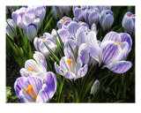 Crocus Photographie par Mary Lane