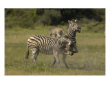 Zebra Conflict Photographic Print by Mark Levy