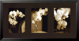 Exotic Blooms Posters by Cinzia Ryan