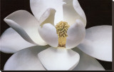 Magnolia Reproduction transférée sur toile