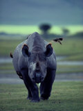 Red-Billed Oxpeckers Cling to a Black Rhinoceros Fotografisk tryk af George F. Mobley