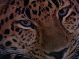 An Amur Leopard at the Minnesota Zoological Garden Photographic Print by Michael Nichols