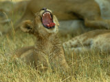 A Small Lion Cub Raises its Head into the Air and Yawns Photographic Print by Beverly Joubert