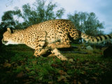 An African Cheetah Runs at the Home of its Owner Photographic Print by Michael Nichols