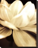 Radiance II Stretched Canvas Print by Cinzia Ryan