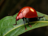 A Red Leaf Beetle on a Green Leaf Photographic Print by George Grall
