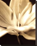 Radiance III Stretched Canvas Print by Cinzia Ryan