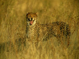 A Cheetah Yawns at the Camera Photographic Print by Beverly Joubert