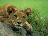 A Lion Cub Crouches on a Rock Photographic Print by Beverly Joubert