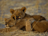 Two Lion Cubs Snuggle Together on the Ground Photographie par Beverly Joubert