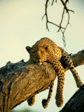 Beverly Joubert - A Leopard Lounges in a Tree - Fotografik Baskı Beverly Joubert - A Leopard Lounges in a Tree - Fotografik Baskı