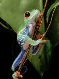 A Red-Eyed Tree Frog Climbing a Vine Photographic Print by George Grall