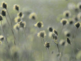 Cotton Grass Seed Heads Nod in a Breeze Lámina fotográfica por Annie Griffiths Belt Cotton Grass Seed Heads Nod in a Breeze Lámina fotográfica por Annie Griffiths Belt