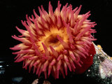 Sea Anemone Lámina fotográfica por George Grall