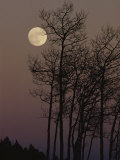 A Cluster of Aspens is Silhouetted against the Evening Sky Photographic Print by George F. Mobley