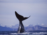 A Bowhead Whale Has its Tail Above the Waters Surface 写真プリント - ポール・ポール・ニックレン A Bowhead Whale Has its Tail Above the Waters Surface 写真プリント - ポール・ポール・ニックレン