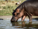 A hippopotamus takes a drink from a cool river Lámina fotográfica A hippopotamus takes a drink from a cool river Lámina fotográfica