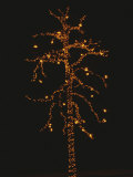 Christmas Lights Outline a Tall Tree in the Snow against the Dark Sky Photographic Print by Stephen St. John