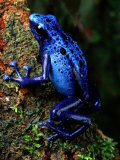 Blue Poison-Dart Frog Photographic Print by George Grall