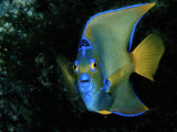 Angelfish Photographic Print by Wolcott Henry