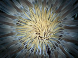 A Tentacled Sea Anemone Fotografie-Druck von Wolcott Henry