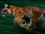 Tigre au galop Photographie par Michael Nichols