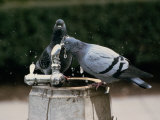 Pigeons Drinking from an Outdoor Water Fountain Photographie par Medford Taylor