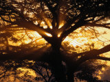 Sunlight Filters Through the Branches of a Large Tree Lámina fotográfica por Paul Chesley