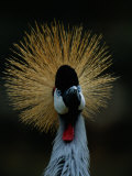 A Crowned Crane at the San Diego Wild Animal Park Photographic Print by Michael Nichols