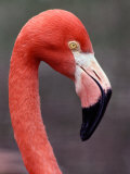 Flamingo Photographic Print by Medford Taylor