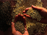 Emmer Wheat Used in Ancient Egyptian Bread-Making Photographic Print by Kenneth Garrett