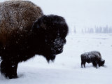 Bison in the Snow Photographic Print by Joel Sartore