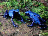 Blue Poison-Dart Frogs Photographic Print by George Grall