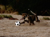 A Domesticated African Cheetah Shows its Natural Speed While Playing with a Soccer Ball Photographic Print by Chris Johns