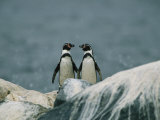 A Pair of Humboldt, or Peruvian, Penguins on a Rocky Shore Photographic Print by Joel Sartore
