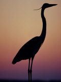 Silhouetted Great Egret Photographic Print
