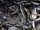 Close-up of Blue Crabs Caught in a Crab Pot Fotografie-Druck von Melissa Farlow
