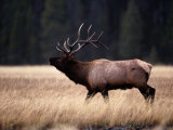 Bull Elk (Cervus Elaphus) Photographic Print by Raymond Gehman