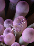 George Grall - Cleaning Shrimp on the Tentacles of an Anemone Fotografická reprodukce
