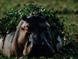 Hippopotamus with Duckweed on its Back Fotografisk tryk af Chris Johns Hippopotamus with Duckweed on its Back Fotografisk tryk af Chris Johns