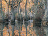 Sunlight Through a Cypress Swamp with Reflections Photographic Print by Medford Taylor