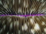 Close-View of the Ridged Exterior of a Mushroom Coral Photographic Print by Wolcott Henry