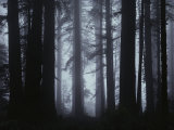 Morning Fog Envelopes Giant Redwood Trees Photographic Print by James P. Blair