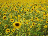 A Field Full of Sunflowers Photographic Print