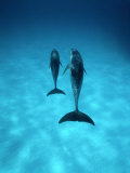 A Pair of Spotted Dolphins Lámina fotográfica por Wolcott Henry A Pair of Spotted Dolphins Lámina fotográfica por Wolcott Henry