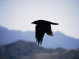 A Common Raven is Silhouetted against the Sky Photographic Print by Marc Moritsch