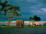 Elephant by a Water Hole on the African Plain Photographie par Beverly Joubert